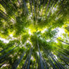 beautiful-landscape-bamboo-grove-forest-arashiyama-kyoto